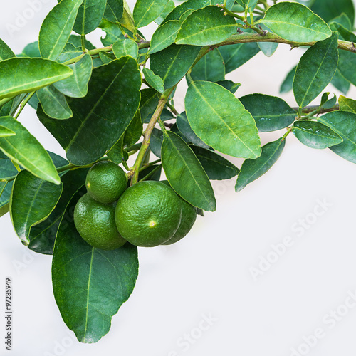 Wallpaper Mural Green lemon on the tree Torontodigital.ca