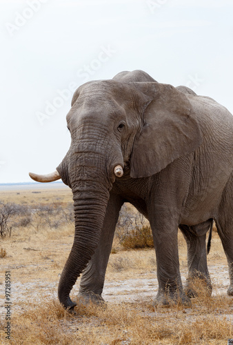 big african elephants on Etosha national park © ArtushFoto