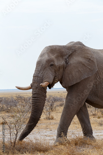 big african elephants on Etosha national park