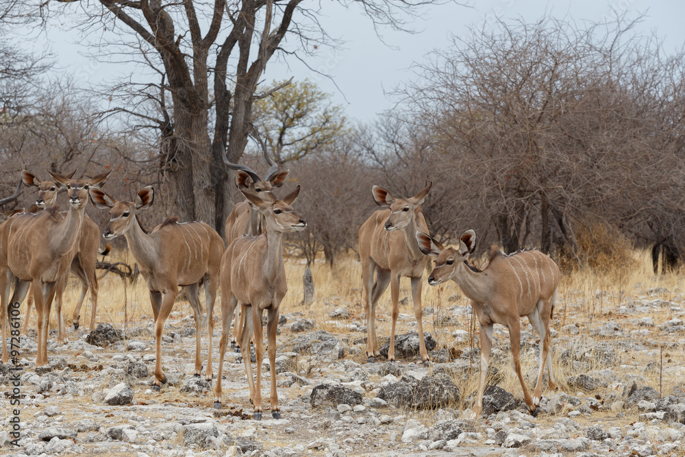 herd of Kudu on way to waterhole herd of Kudu on way to waterhole
