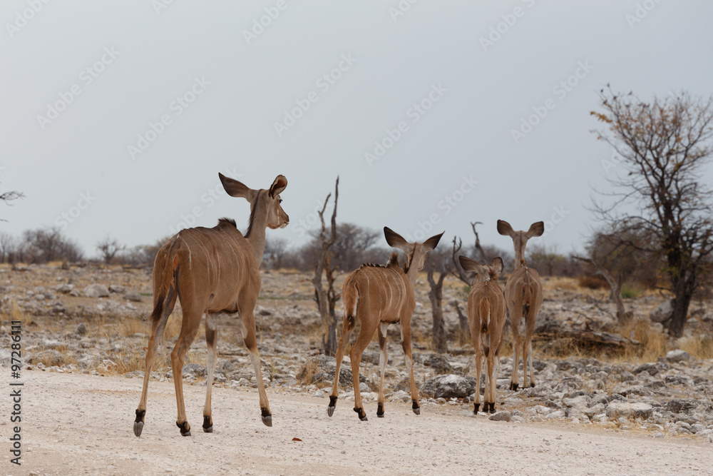 herd of Kudu on way to waterhole