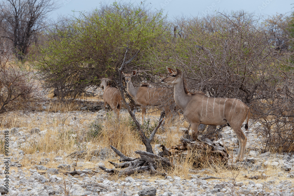 herd of Kudu on way to waterhole