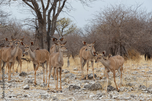 herd of Kudu on way to waterhole