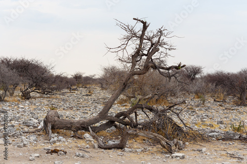 landscape namibia game reserve