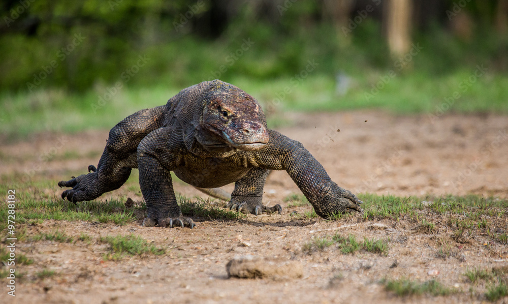 Obraz premium Komodo dragon is on the ground. Interesting perspective. The low point shooting. Indonesia. Komodo National Park. An excellent illustration.