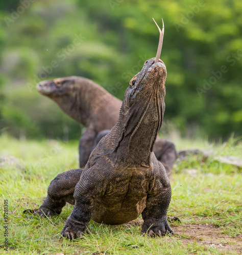 Komodo dragon is on the ground. Interesting perspective. The low point shooting. Indonesia. Komodo National Park. An excellent illustration.