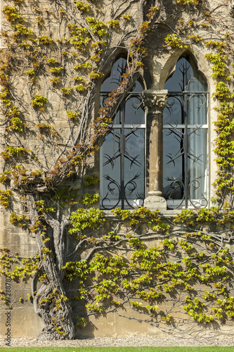 Photos Ivy growing over a wall