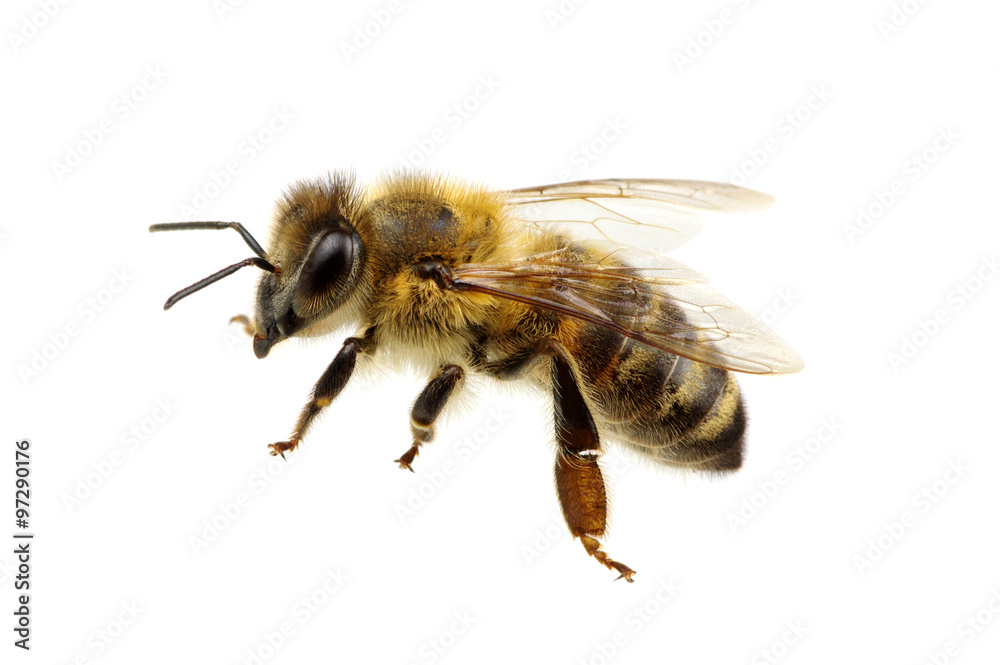 bee bee