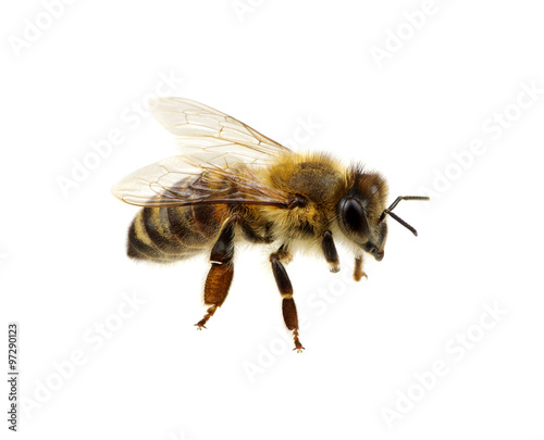 bee