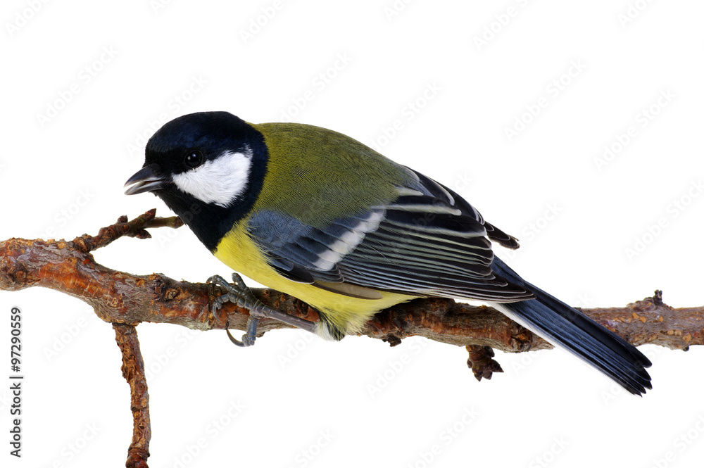 Fototapeta premium great tit