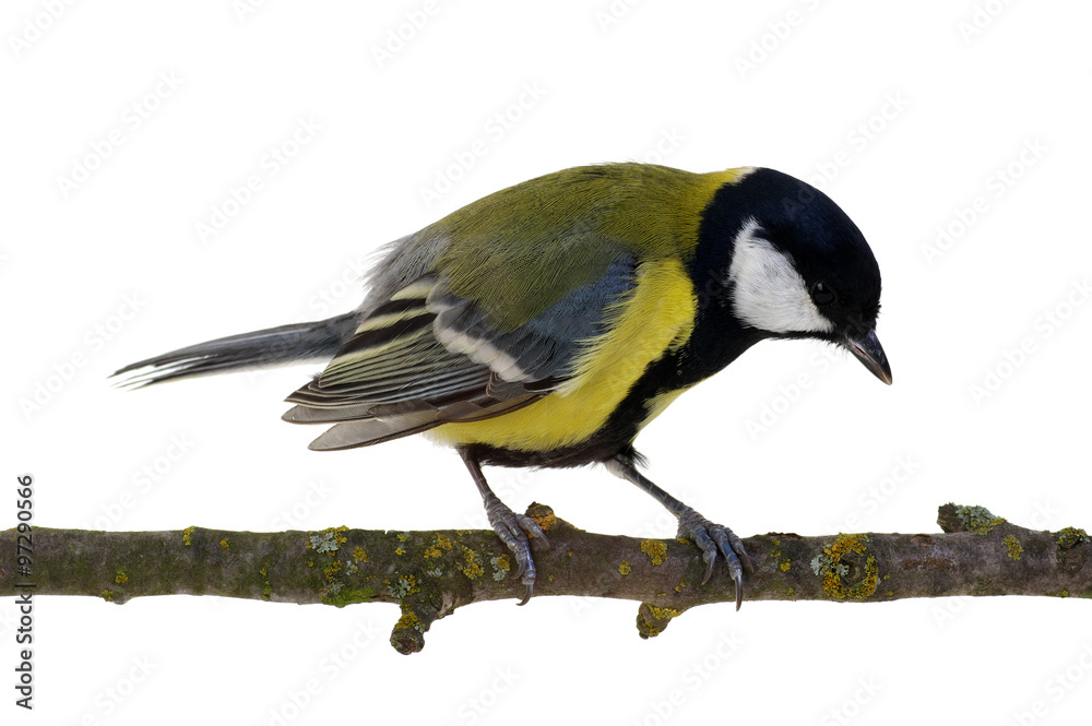 Naklejka premium great tit