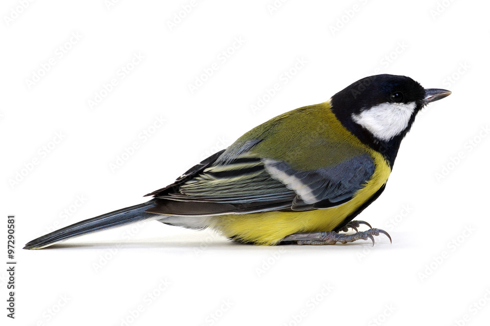 Naklejka premium great tit