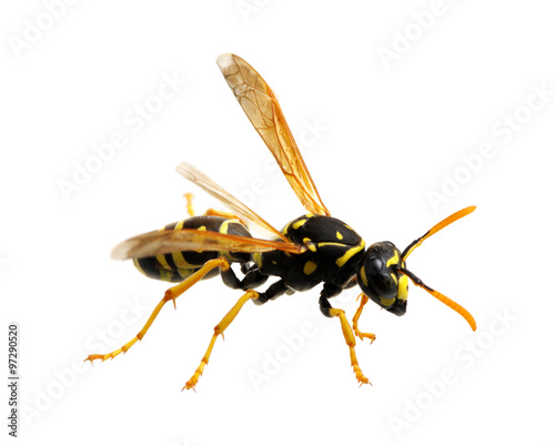 wasp