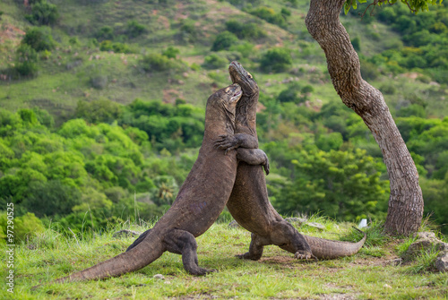 Komodo Dragons are fighting each other. Very rare picture. Indonesia. Komodo National Park. An excellent illustration. © gudkovandrey