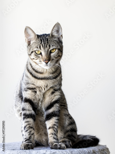 Kedi