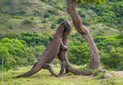 Komodo Dragons are fighting each other. Very rare picture. Indonesia. Komodo National Park. An excellent illustration.