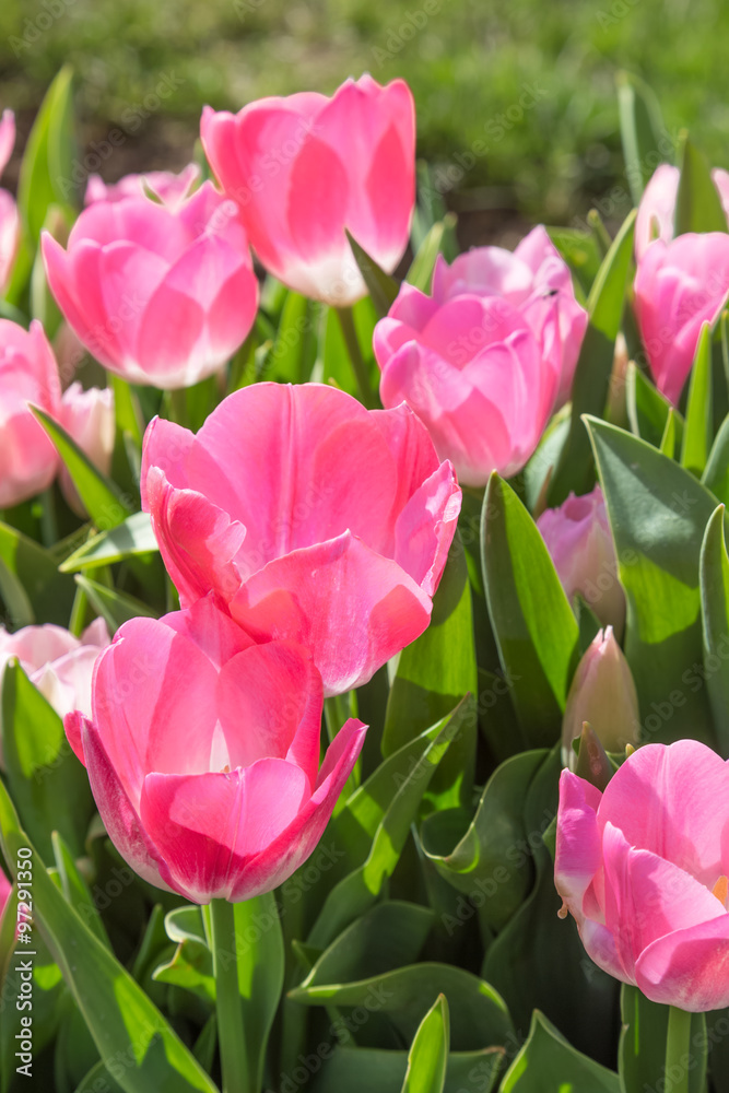 Fototapeta premium Pink Tulips