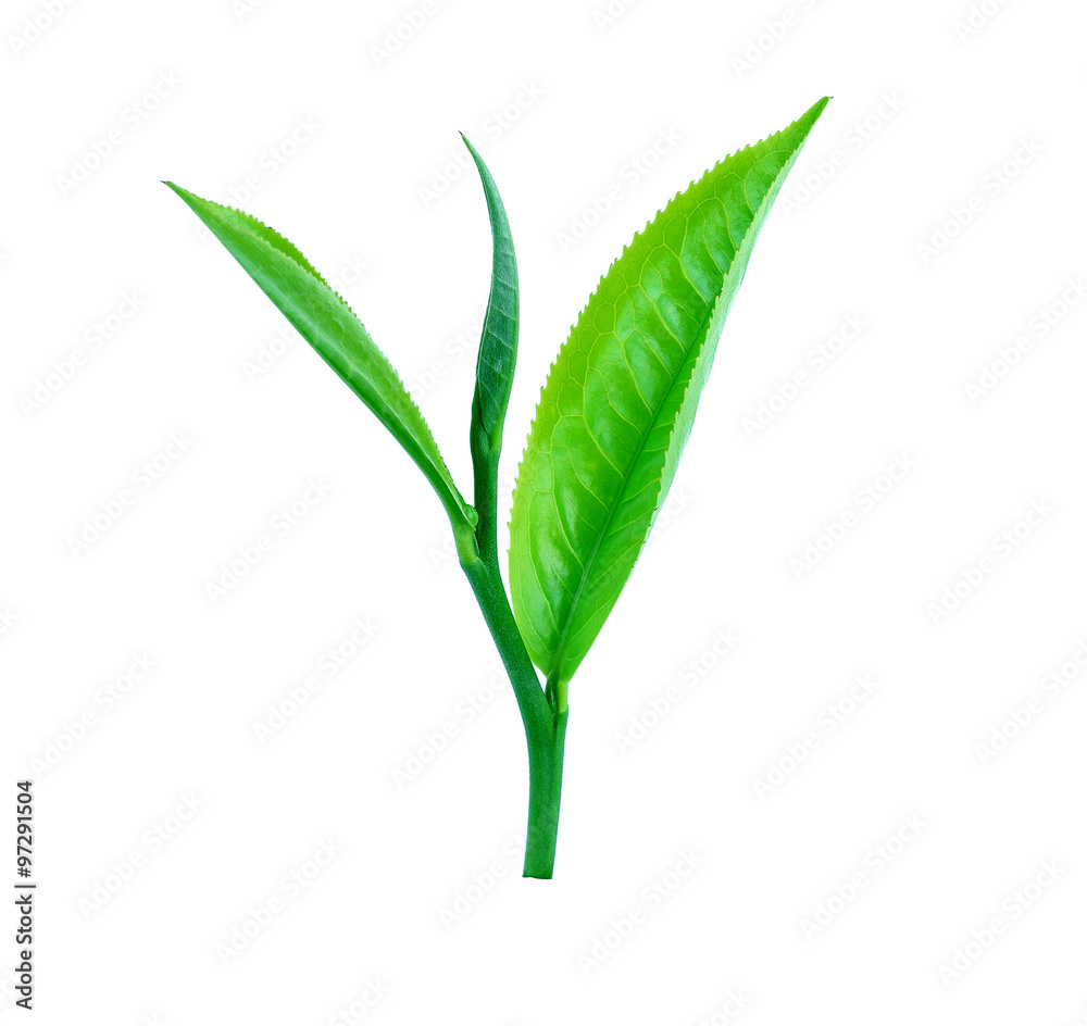 Fototapeta premium green tea leaf isolated on white background