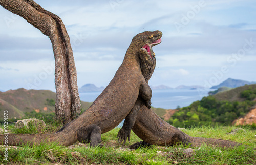 Komodo Dragons are fighting each other. Very rare picture. Indonesia. Komodo National Park. An excellent illustration.