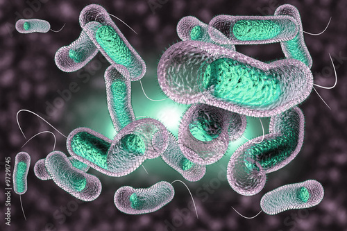 Cholera Bacteria photo