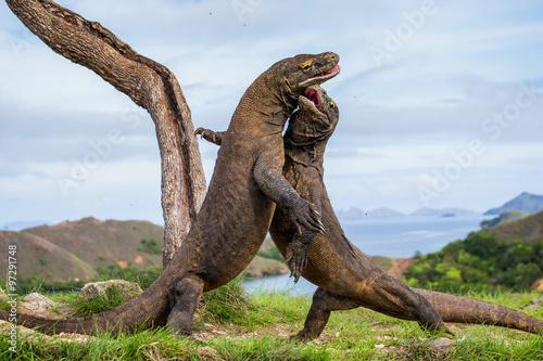 Komodo Dragons are fighting each other. Very rare picture. Indonesia. Komodo National Park. An excellent illustration. © gudkovandrey