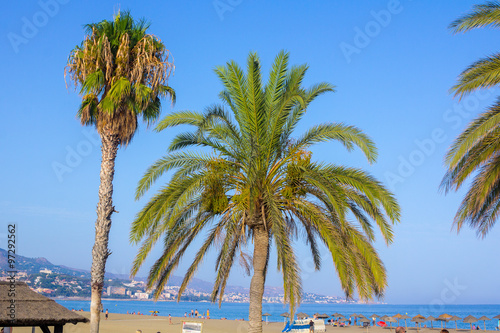 palm trees on a beach at atarecer in Malaga, Spain