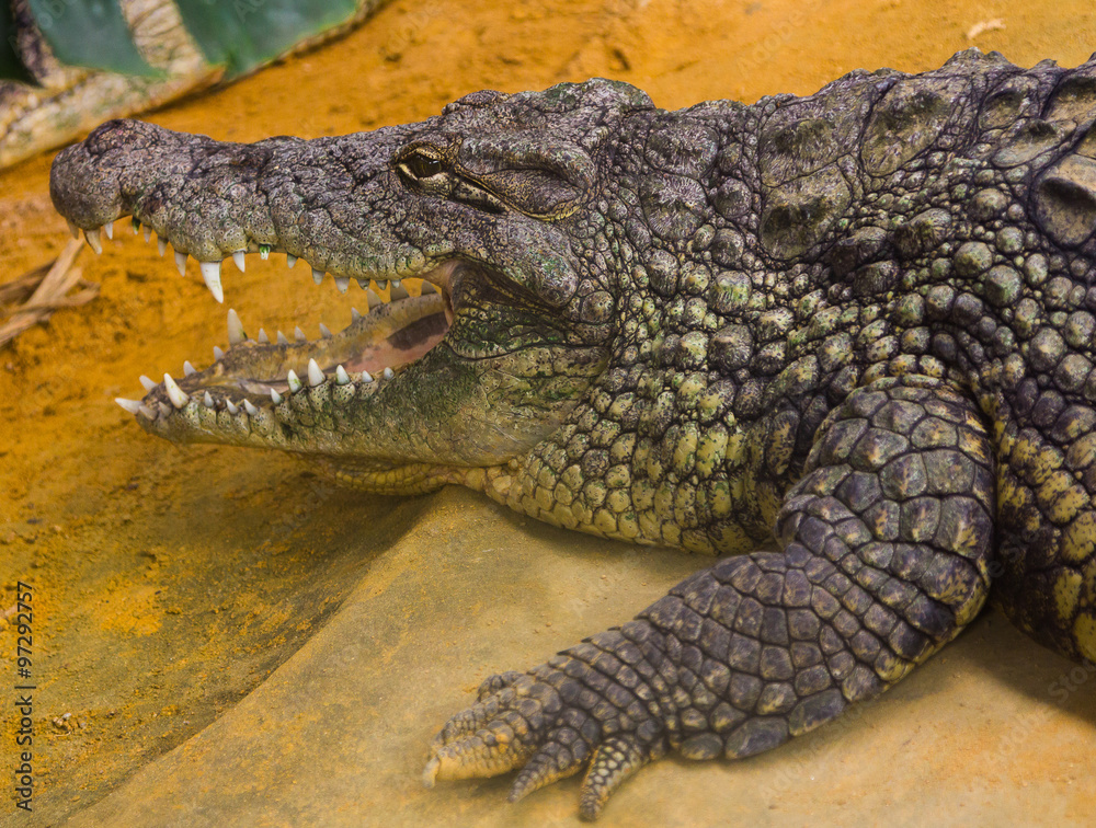 Obraz premium giant Nile crocodile with its huge open mouth (Crocodylus nilo)