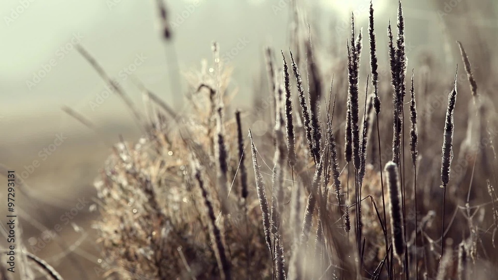 Meadow Grass Spikelets Covered in Autumnal Web Waving on the Breeze Meadow Grass Spikelets Covered in Autumnal Web Waving on the Breeze