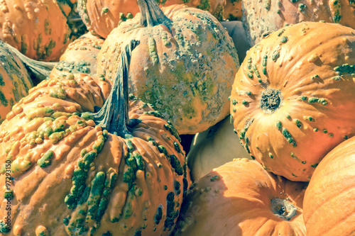 Knucklehead Pumpkin photo