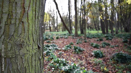Forêt d'automne