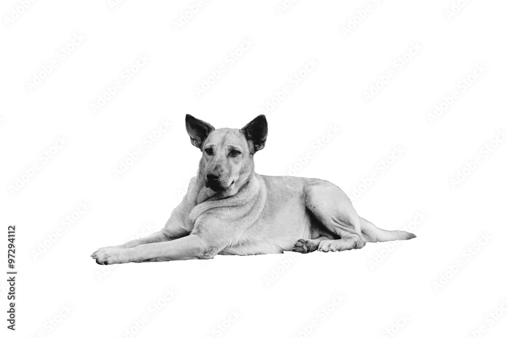 dog lying on the floor with blur background in black and white style