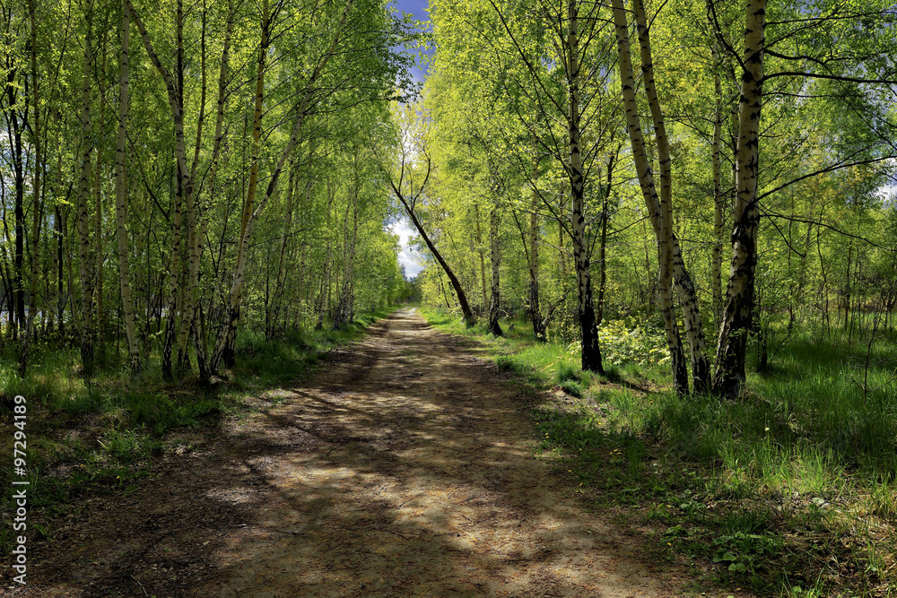 Obraz premium First spring greens in birch grove