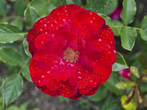 Rose Taranga photo
