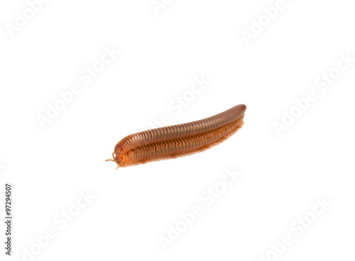 millipedes mating on isolated white background