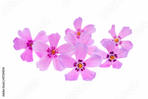  small pink flowers