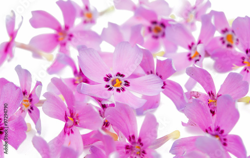 Fototapeta Naklejka Na Ścianę i Meble -   small pink flowers