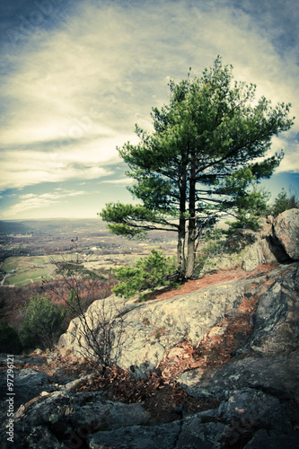 Appalachian Mountain Pine