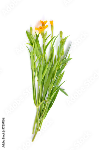 Tarragon herbs isolated on white background