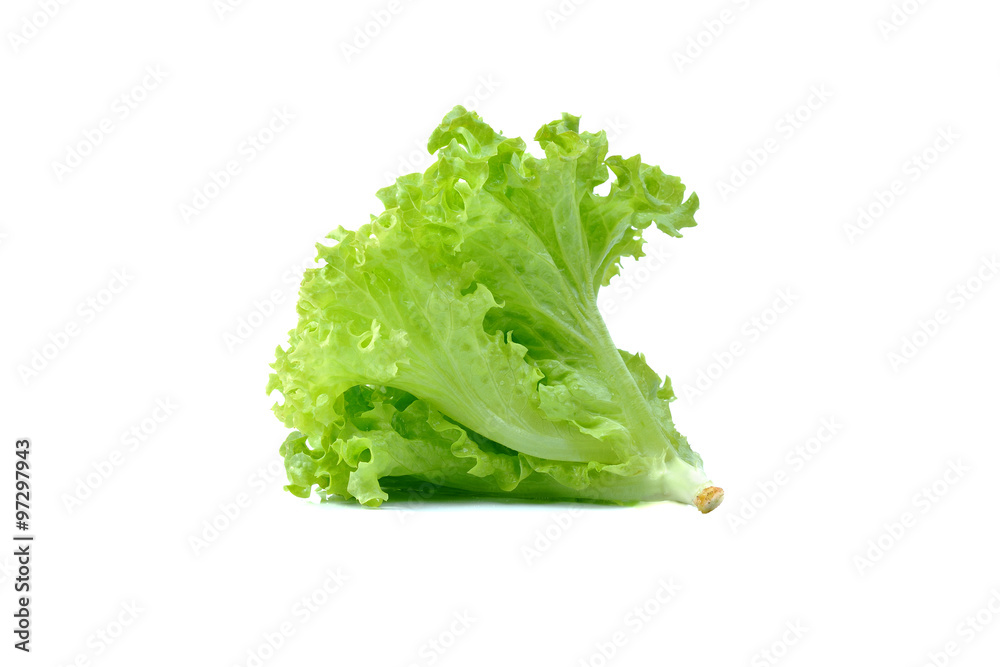 Green oak lettuce on white background. Green oak lettuce on white background.