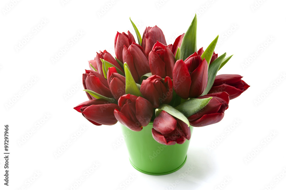 Bouquet of red tulips on white background