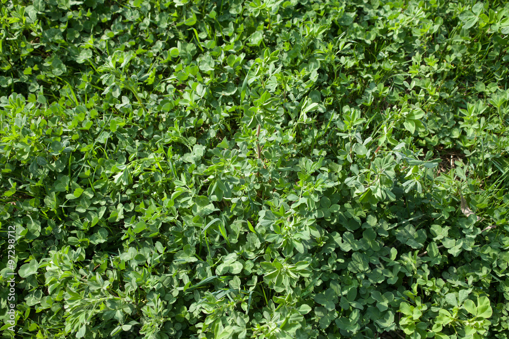 green field with a young alfalfa green field with a young alfalfa
