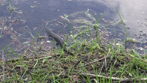 Northern crested newt Triturus cristatus crawling to spawn in the pond in springtime

