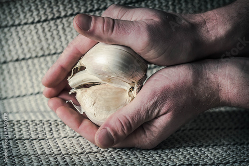 Extra Large Elephant Garlic