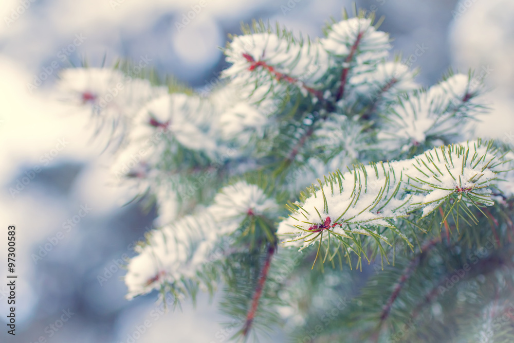 branches of a Christmas tree covered with snow natural spruce winter background