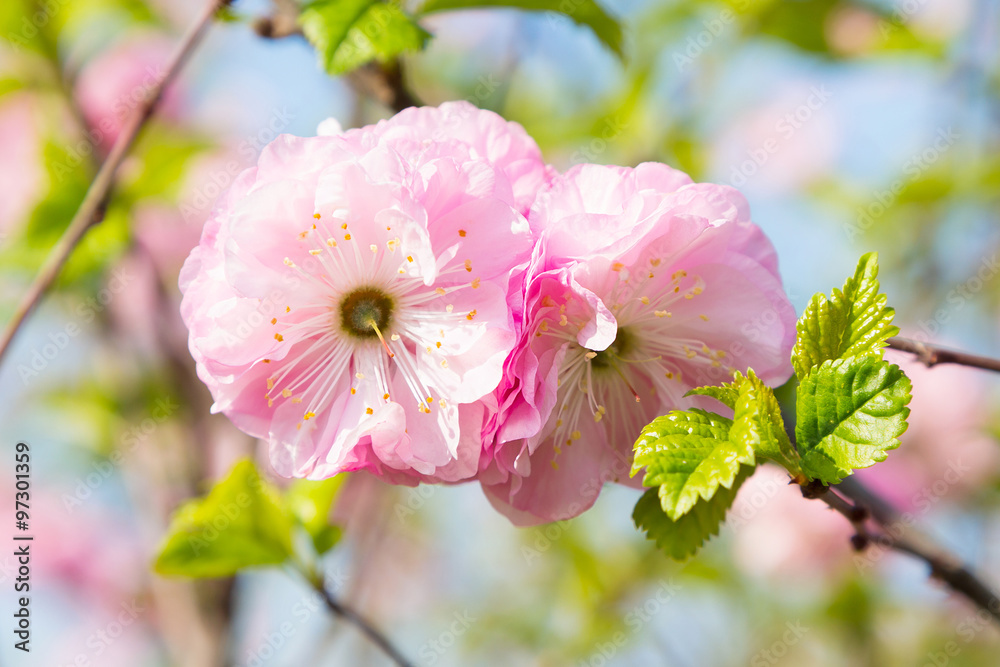 Fototapeta premium Pink sakura blossoms