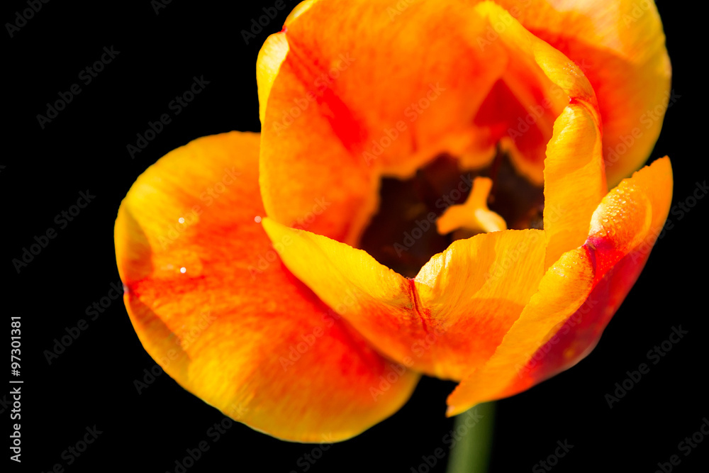 Red and yellow tulip isolated on black Red and yellow tulip isolated on black