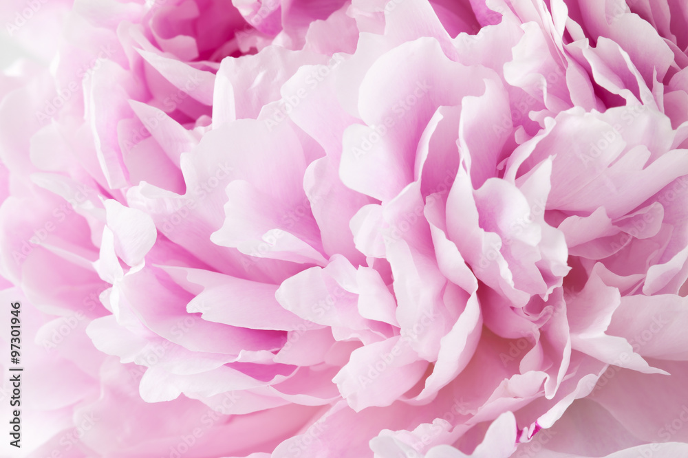 Fresh peony Fresh peony