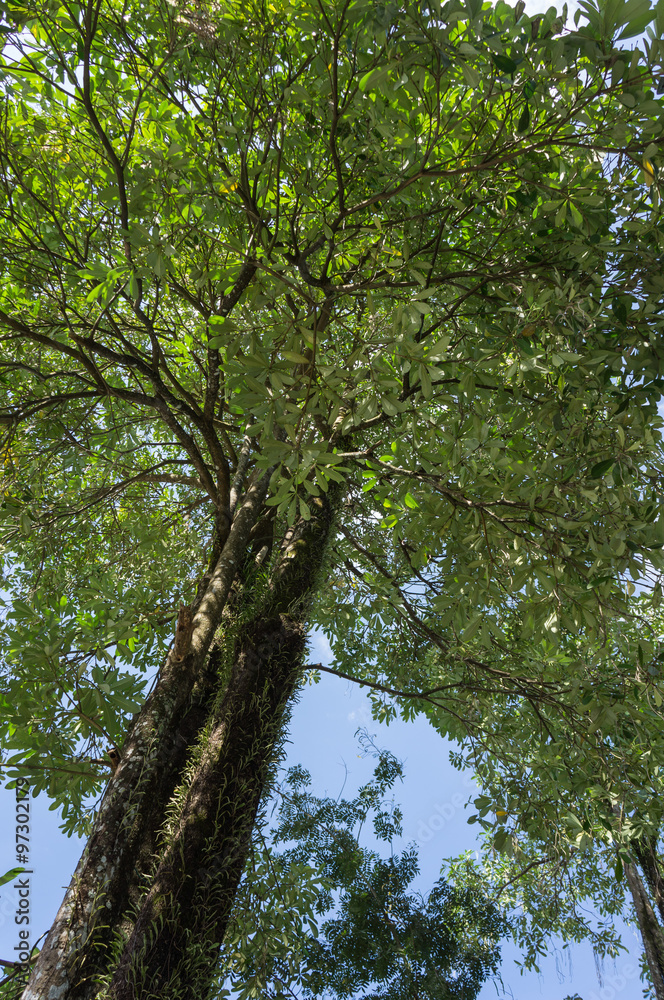 Fototapeta premium look up tree and blue sky