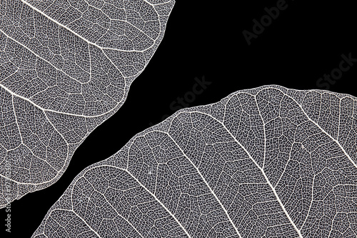 Leaf skeleton on black background