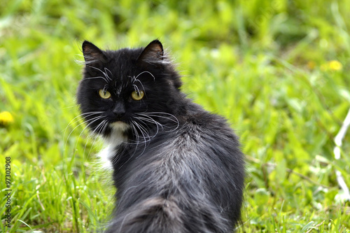 The black-and-white cat walks on a grass